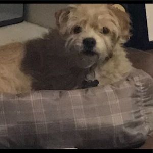 Meet your Posher, Sophie